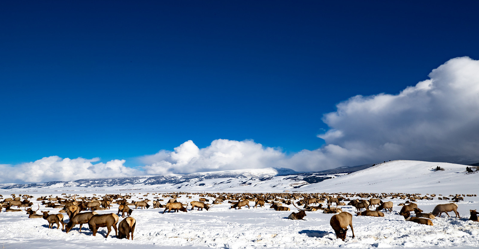 Elk herd, Yellowstone National Park, Wyoming.