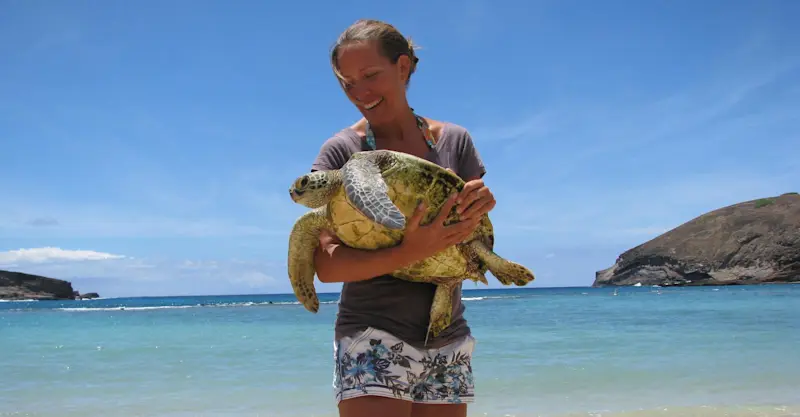 Tagging Juvenile Green Sea Turtles with NOAA, NMFS in Hawaii.