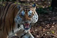 Bengal tiger, Tadoba National Park, India.