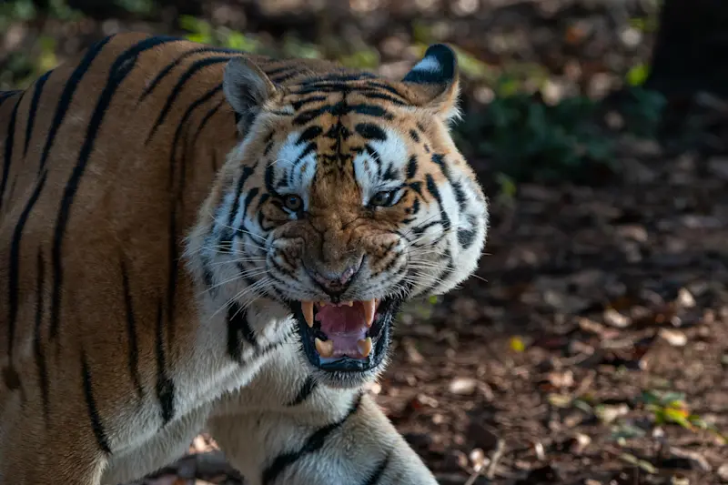 Bengal tiger, Tadoba National Park, India.