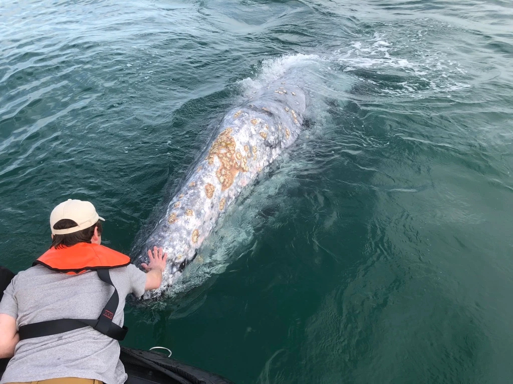 A friendly gray whale came to visit in Baja California Sur, Mexico.