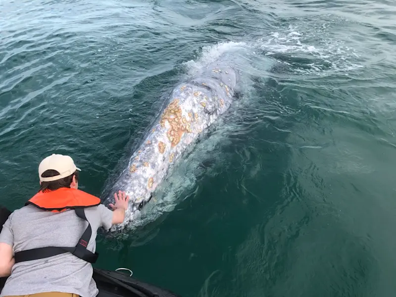 A friendly gray whale came to visit in Baja California Sur, Mexico.