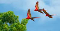 Scarlet macaws, Corcovado National Park, Costa Rica.
