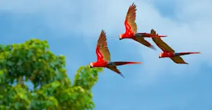 Scarlet macaws, Corcovado National Park, Costa Rica.