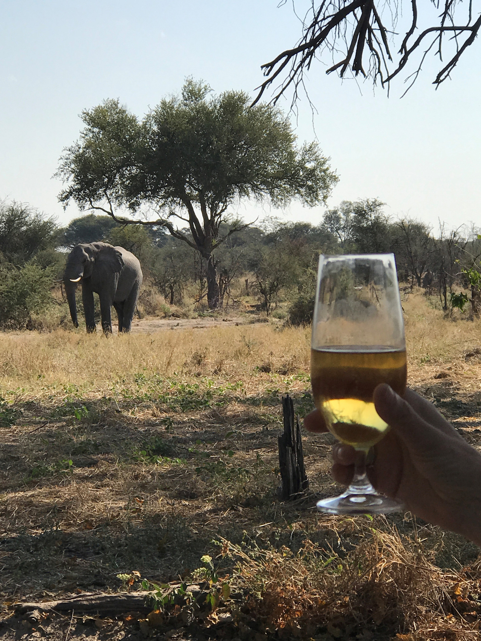 Botswana 2017 - Cheers!