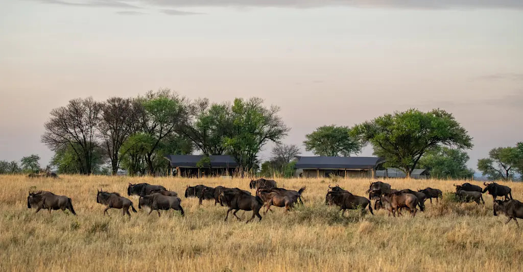 Wildebeest crossing 