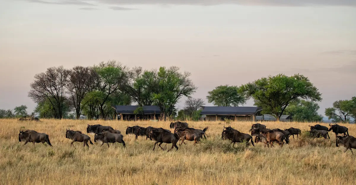Wildebeest crossing 