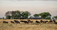 Wildebeest crossing 
