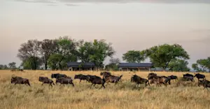 Wildebeest crossing 