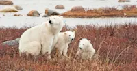 Polar bear with cubs, Churchill, Manitoba.