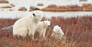 Polar bear with cubs, Churchill, Manitoba.