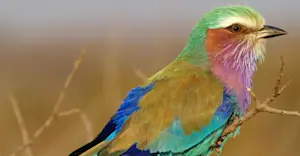 Lilac-breasted roller, Arusha National Park, Tanzania.