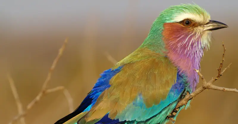 Lilac-breasted roller, Arusha National Park, Tanzania.