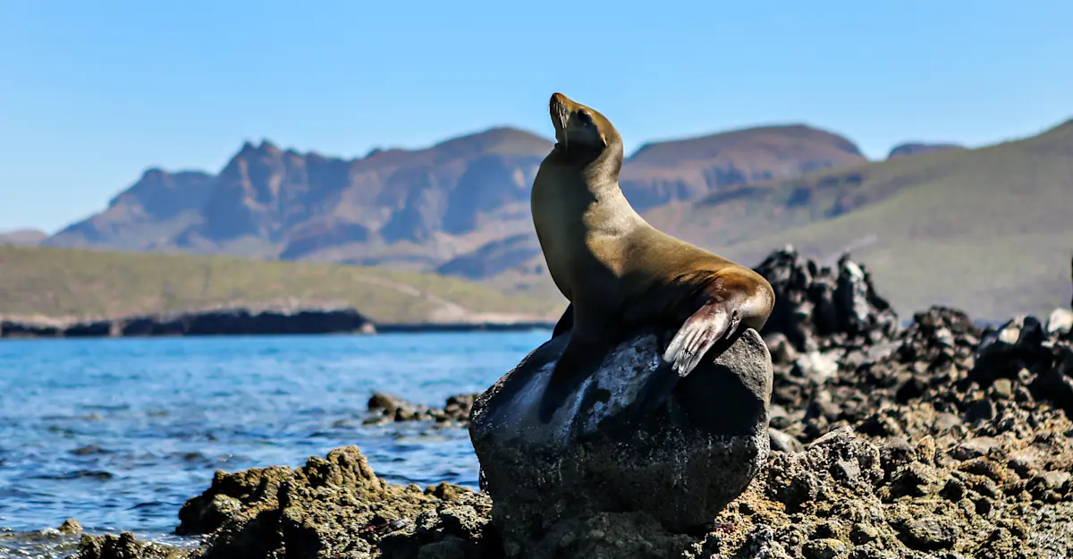 Sea Lion, Baja, Mexico.