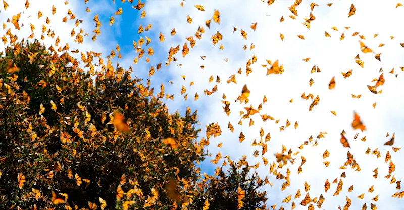 An orangutan pauses briefly while swinging through the trees in Semenggoh, Borneo.