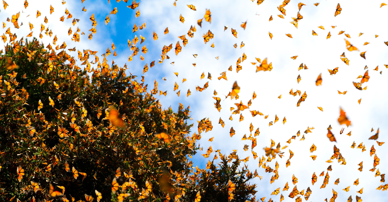 Monarch Migration, Mexico 