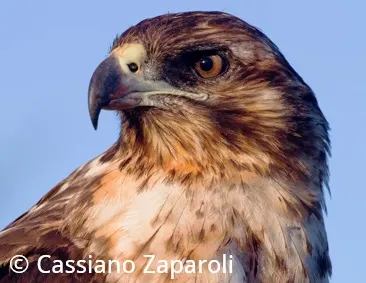 Beforeyougo|Galapagos|Birds|Galapagos Hawk Cassiano Zaparoli