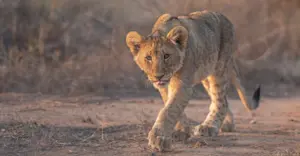 Lion cub, MalaMala Private Reserve, South Africa.