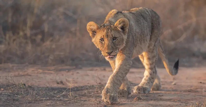 Lion cub, MalaMala Private Reserve, South Africa.