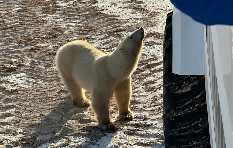 polar bear looking up at Polar Rover by Brian Lee
