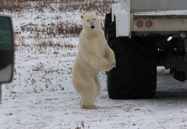 Polar bear report photo from November 3, 2024