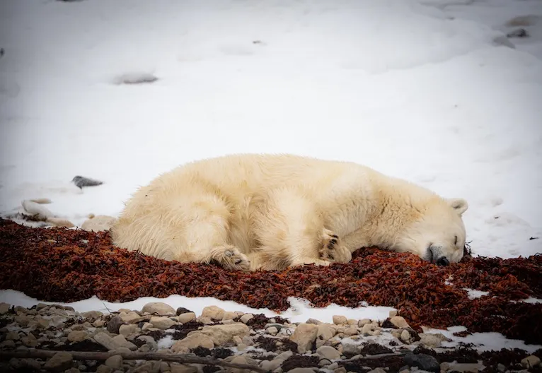 Polar bear report photo from November 4, 2024