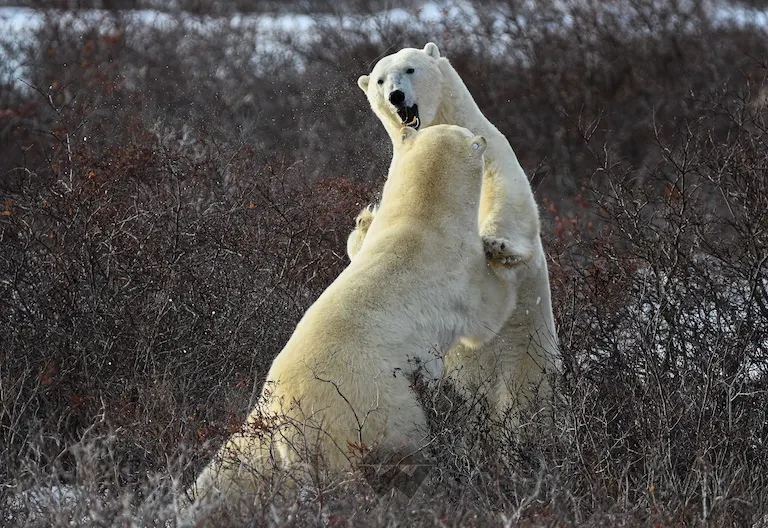 Polar bear report photo from November 5, 2024