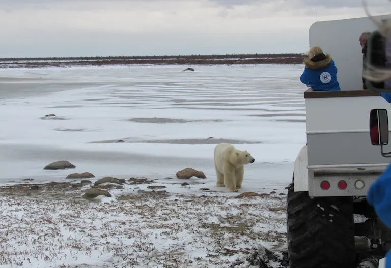 Polar bear report photo from November 6, 2024