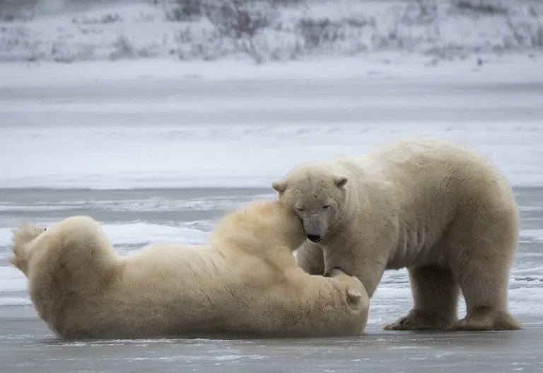 Polar bear report photo from November 7, 2024