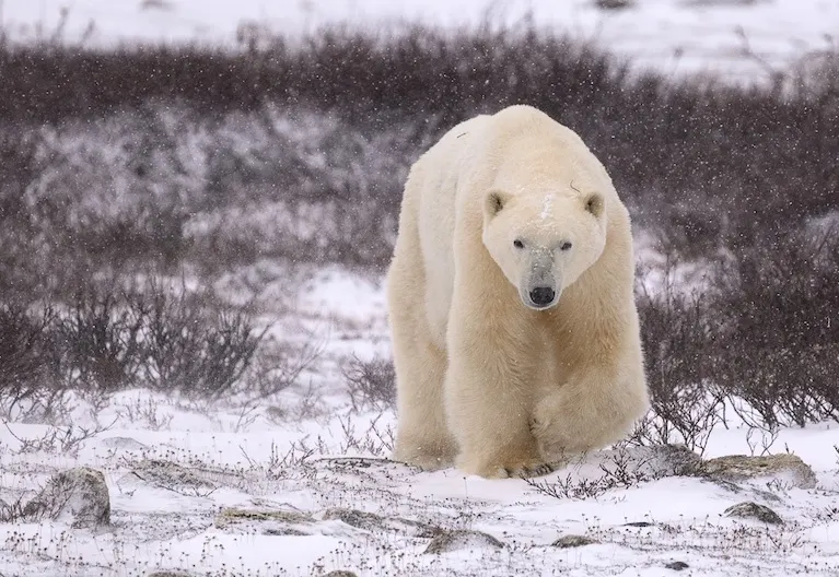 Polar bear report photo from November 8, 2024