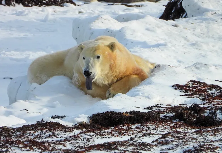Polar bear report photo from November 10, 2024