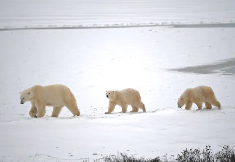 Polar bear report photo from November 9, 2024