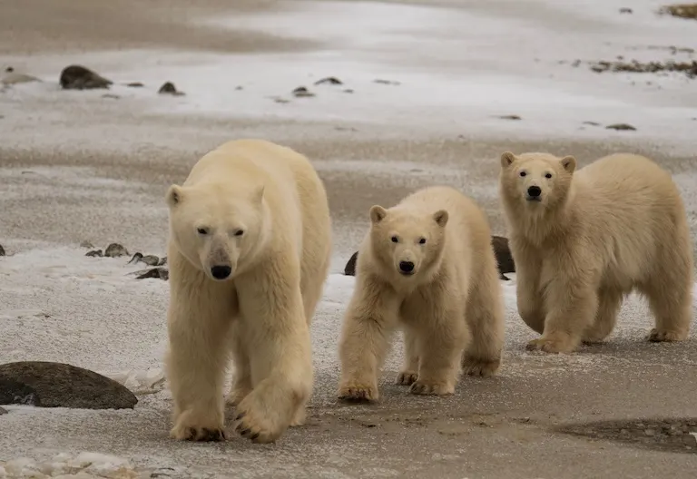 Polar bear report photo from November 11, 2024