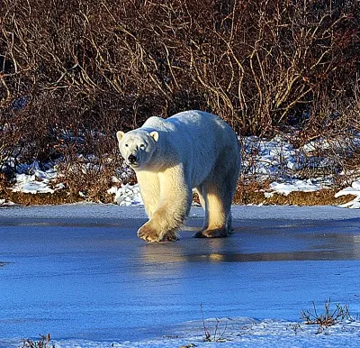 Polar bear report photo from October 25, 2023