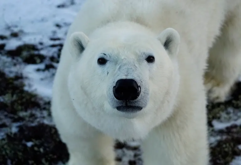 Polar bear report photo from November 13, 2024