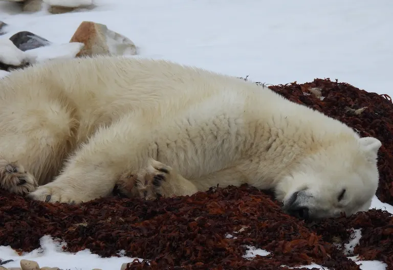 Polar bear report photo from November 12, 2024
