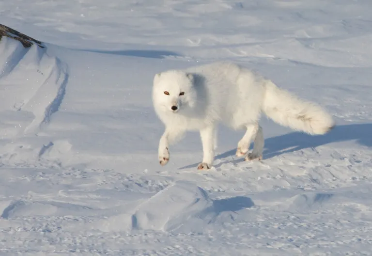 Polar bear report photo from November 16, 2024