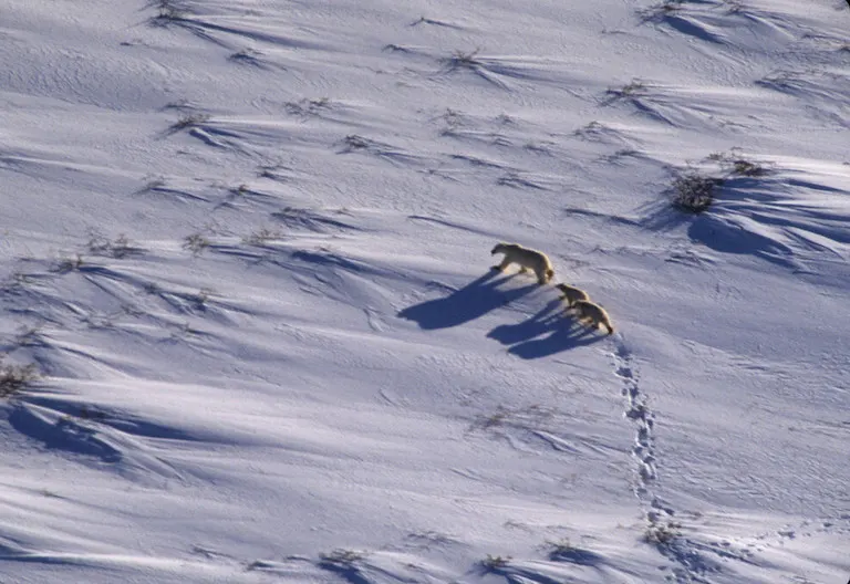 Polar bear report photo from November 15, 2024