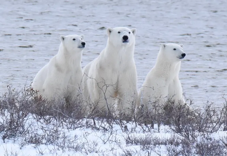 Polar bear report photo from November 17, 2024