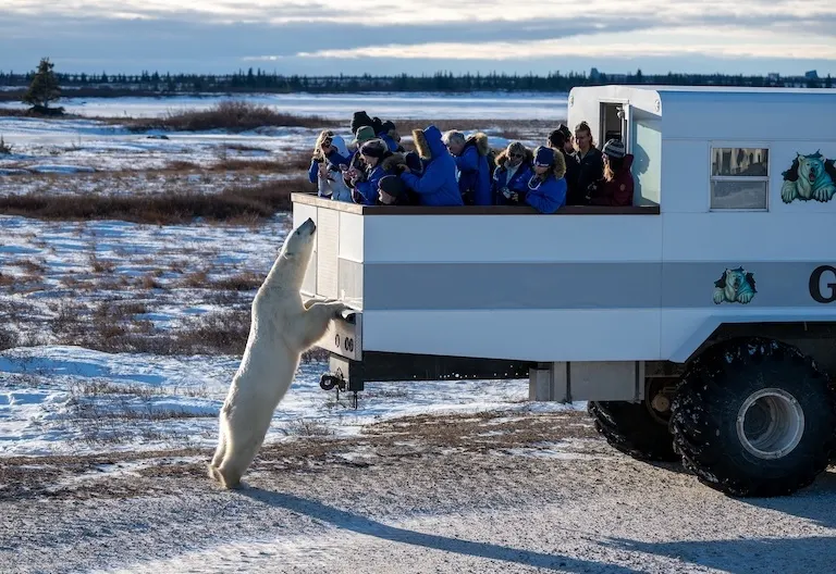 Polar bear report photo from November 18, 2024