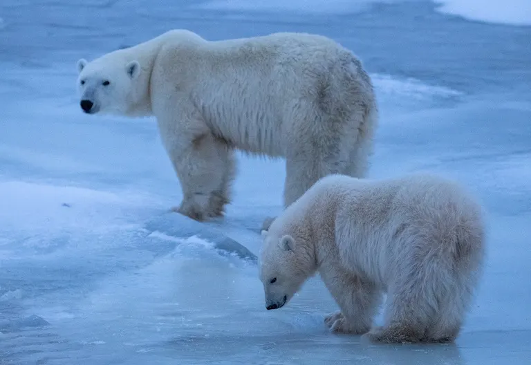 Polar bear report photo from November 19, 2024