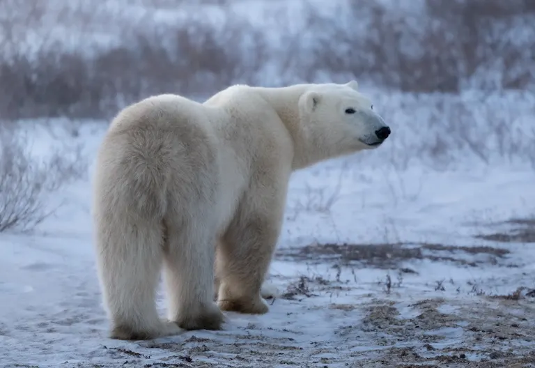 Polar bear report photo from November 20, 2024