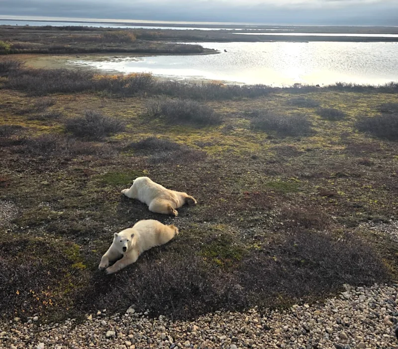 Polar bear report photo from October 9, 2025