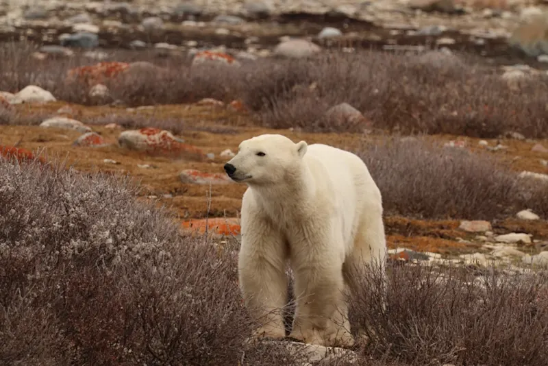 Polar bear report photo from October 10, 2025