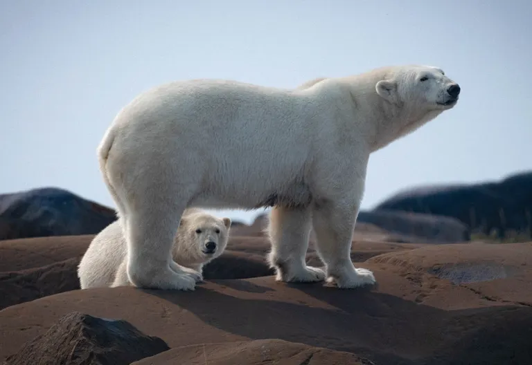 Polar bear report photo from October 12, 2025