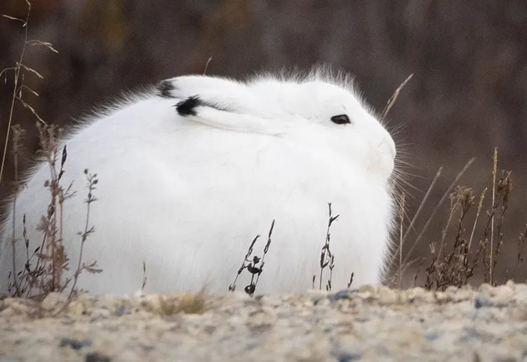 Polar bear report photo from October 13, 2025