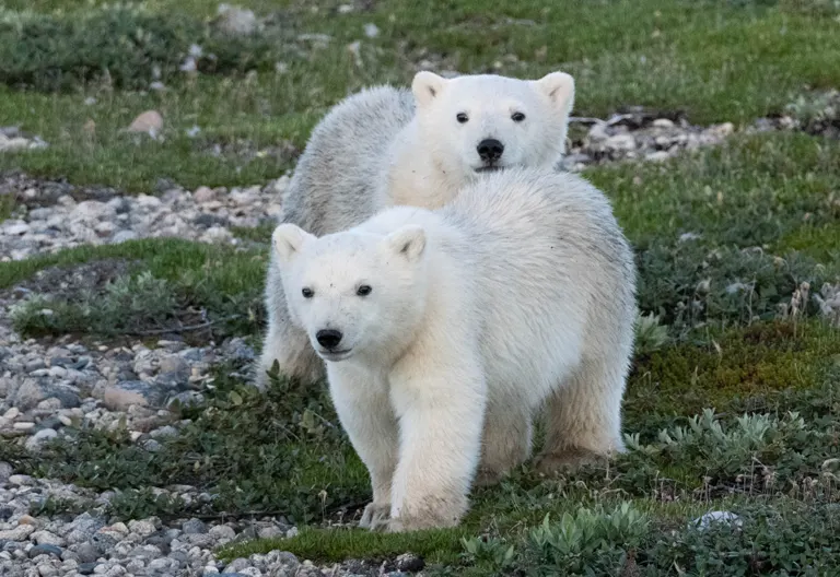 Polar bear report photo from October 14, 2025