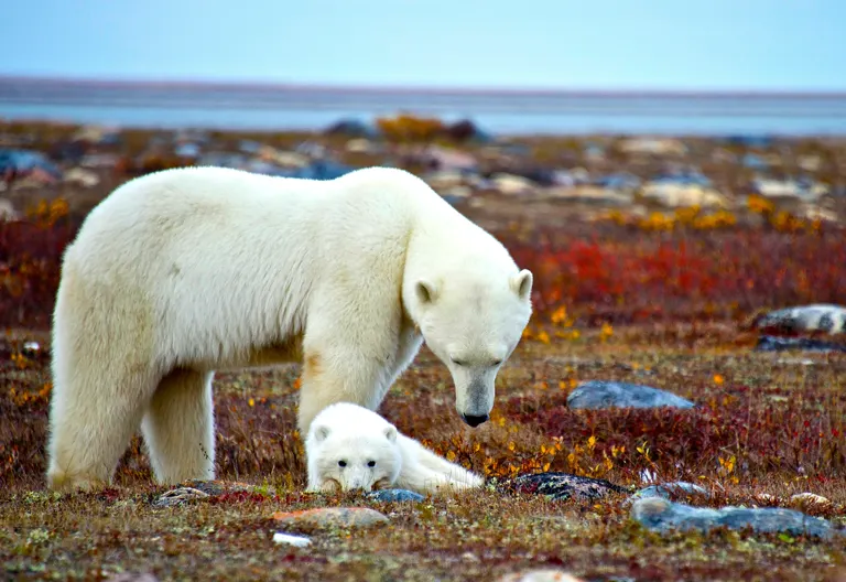 Polar bear report photo from October 15, 2025