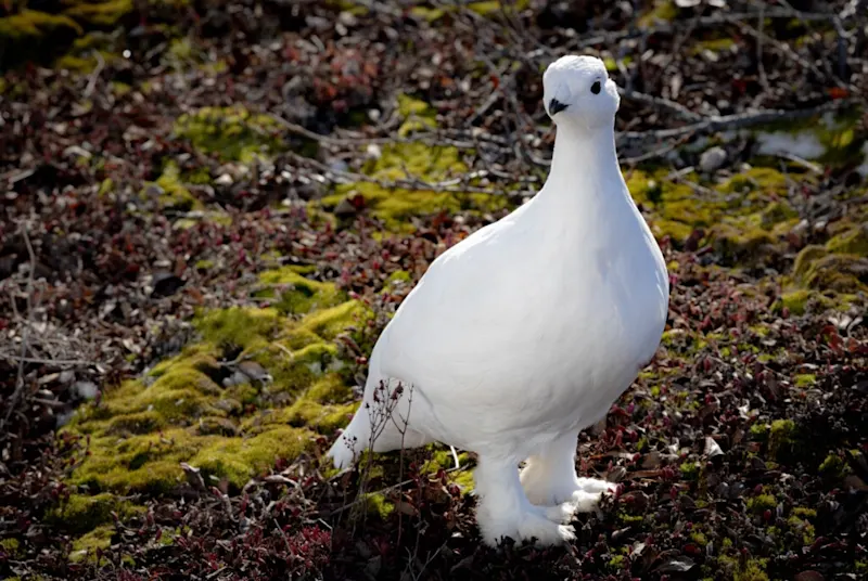 Polar bear report photo from October 18, 2025