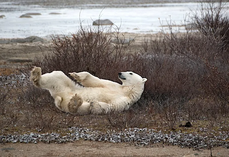 Polar bear report photo from October 17, 2025